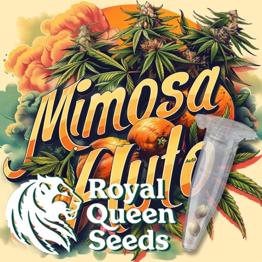 Mimosa Auto (Autoflower Sativa)